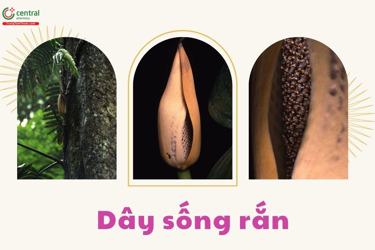 Dây sống rắn