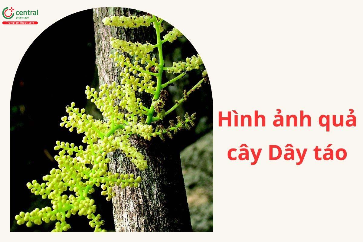Quả của cây Dây táo