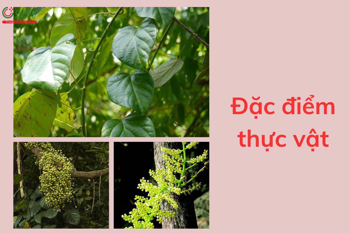 Đặc điểm thực vật