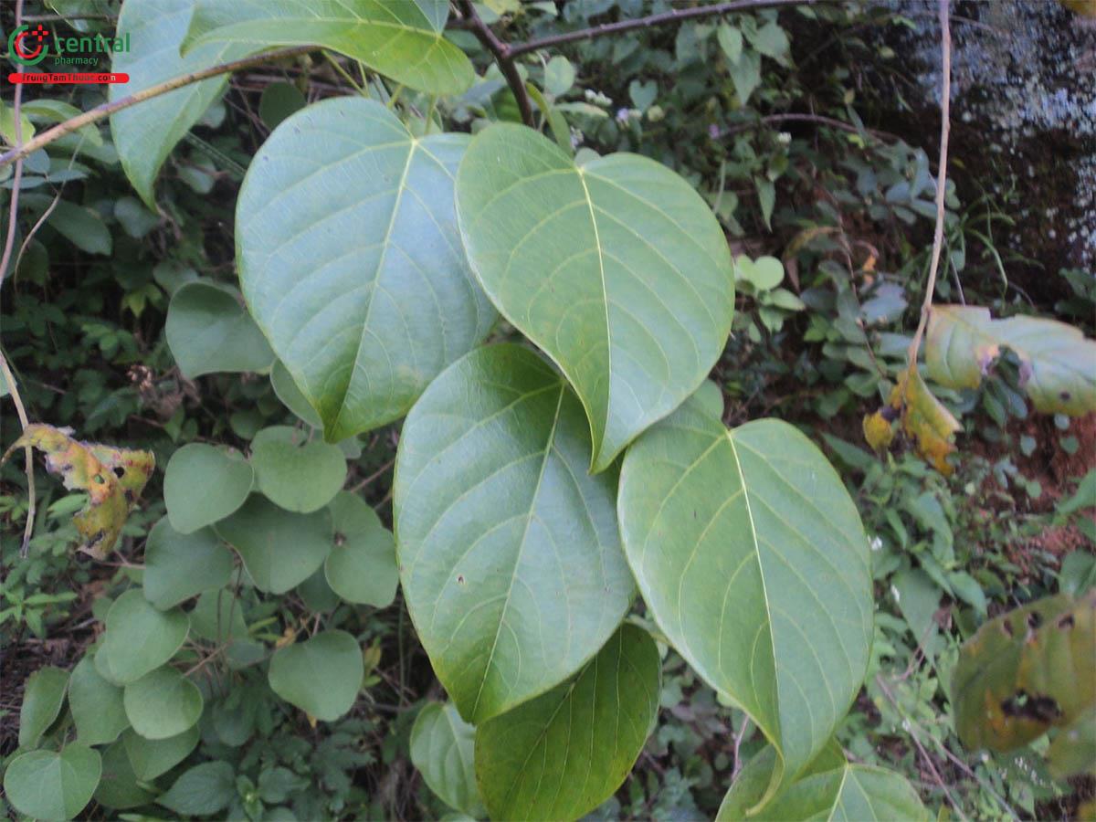 Tác dụng của cây Dây táo