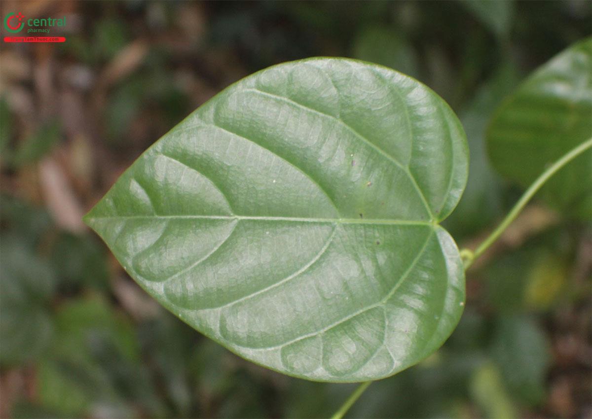 Hình ảnh lá cây Dây táo