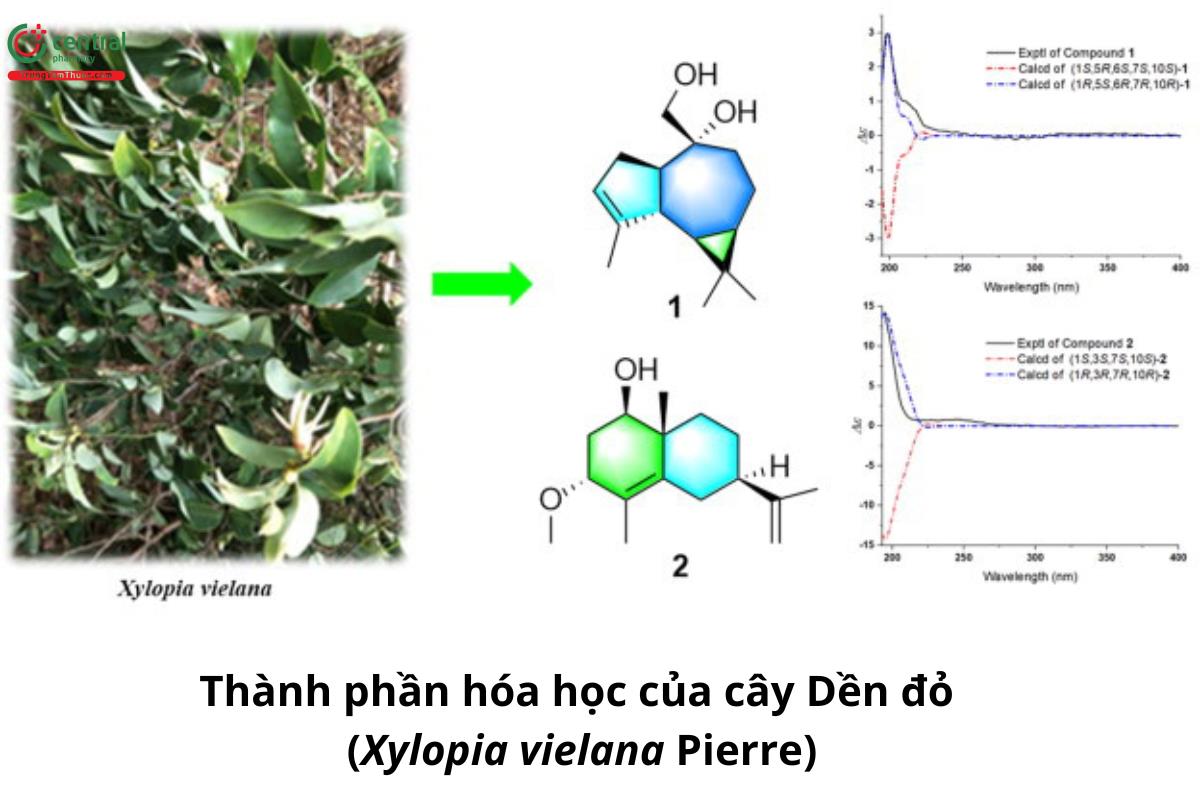 Cây Dền đỏ