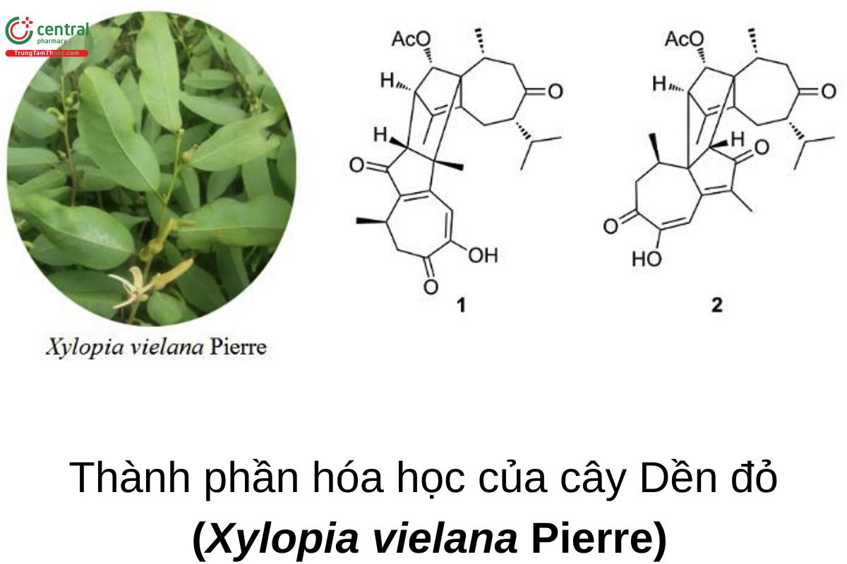 Cây Dền đỏ