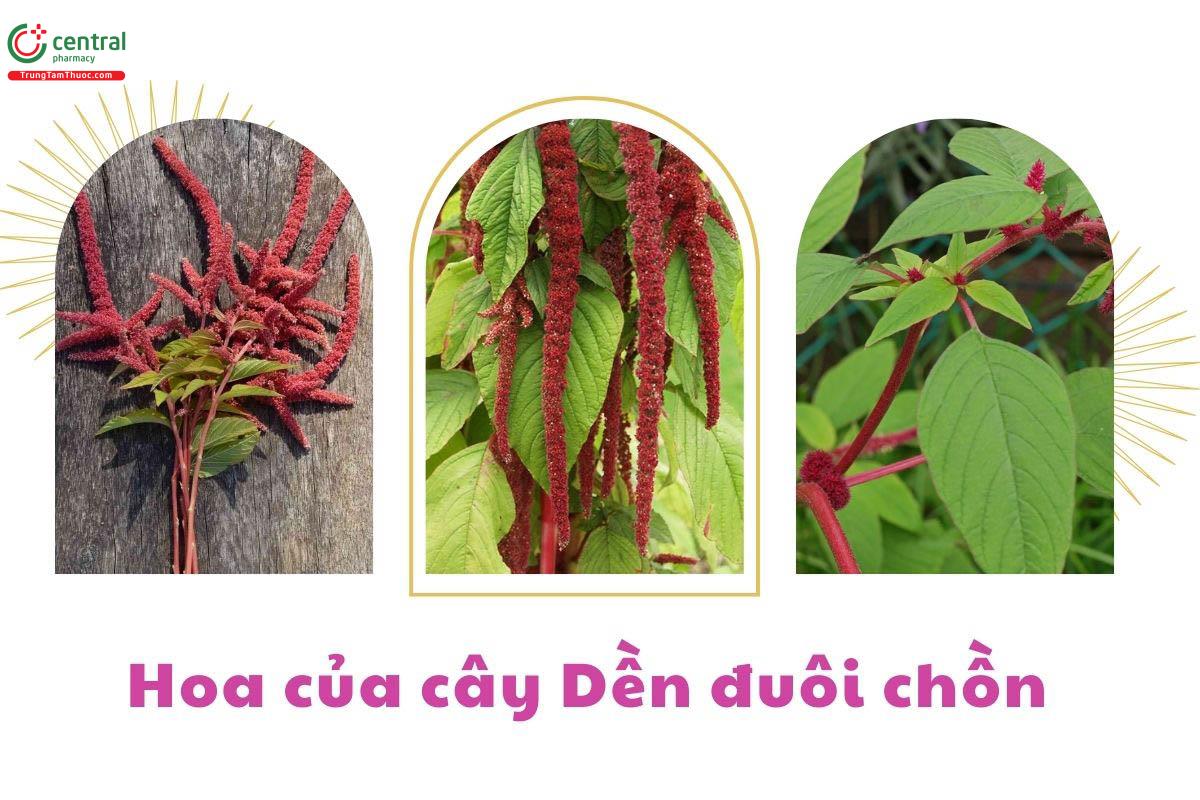 Hoa của cây Dền đuôi chồn