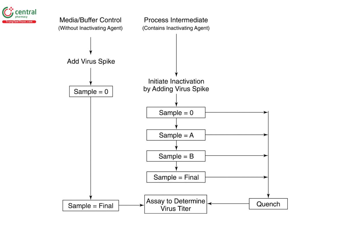 Figure 1B. Virus inactivation when the load material contains the inactivating agent before the virus spike; the addition of virus spike starts inactivation.