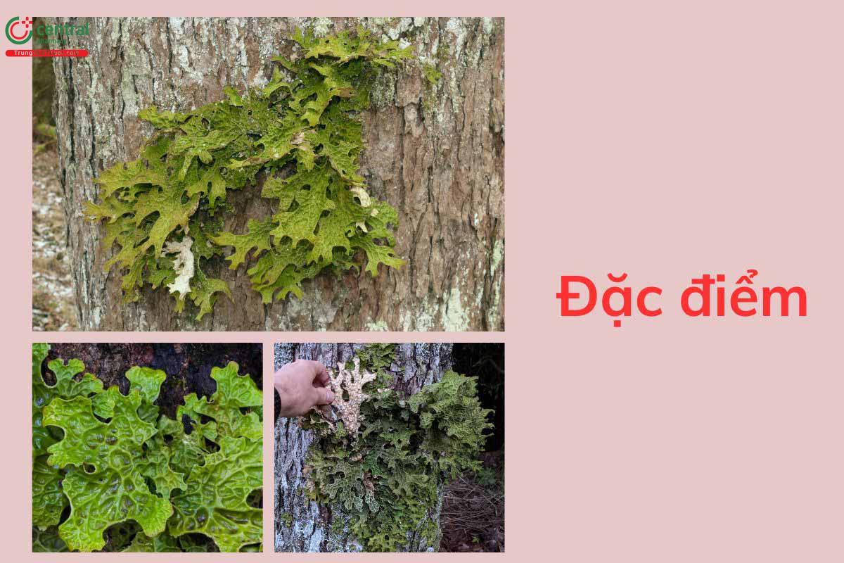 Đặc điểm thực vật