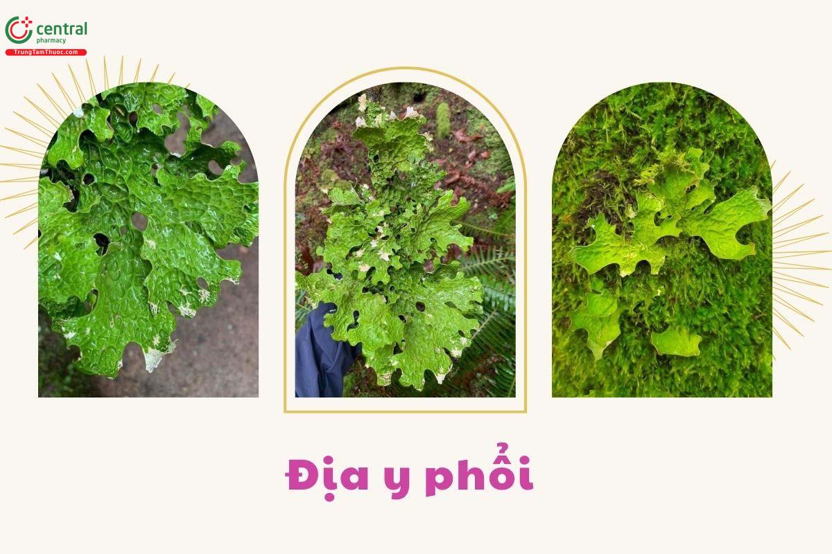 Đặc điểm phân bố