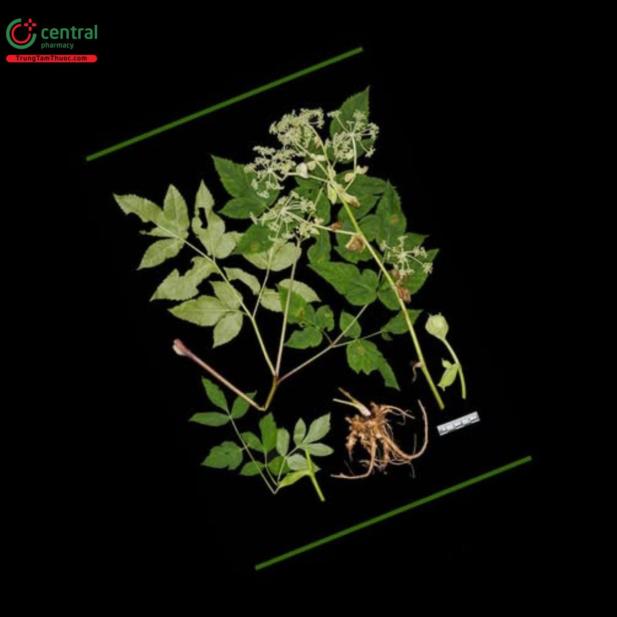 Hình ảnh cây độc hoạt
