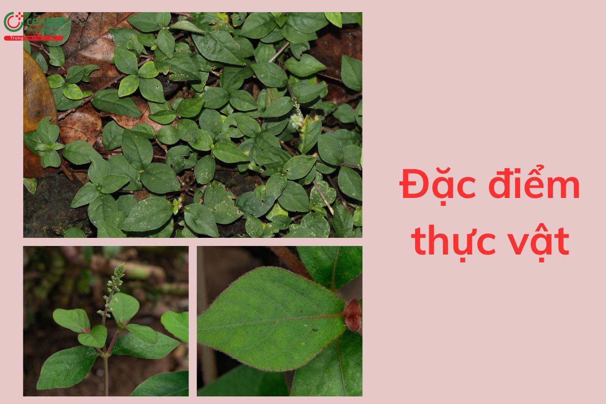 Đặc điểm thực vật