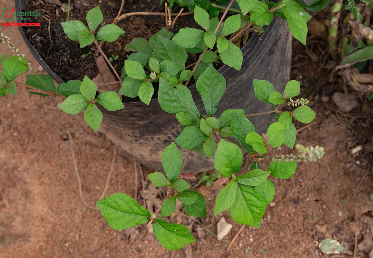 Toàn cây Đơn đỏ ngọn