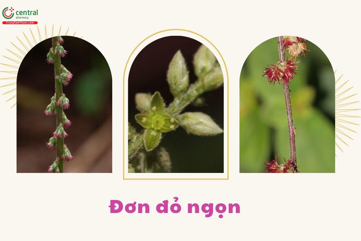 Hoa của cây Đơn đỏ ngọn