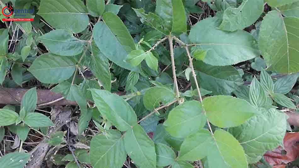 Hình ảnh cây đơn châu chấu