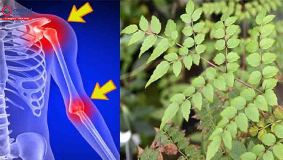 Đơn châu chấu có tác dụng chữa viêm khớp