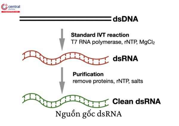 Tổng hợp dsRNA