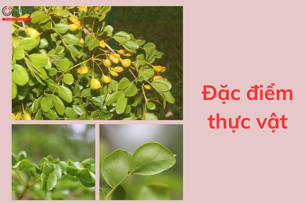 Đặc điểm thực vật