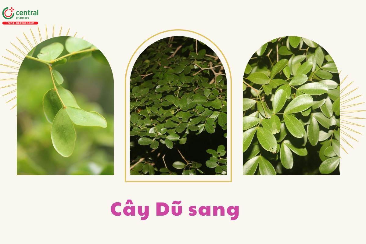 Đặc điểm phân bố