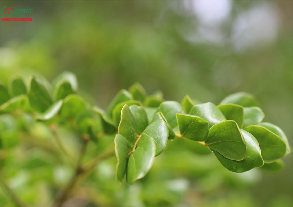 Hình ảnh lá của cây Dũ sang