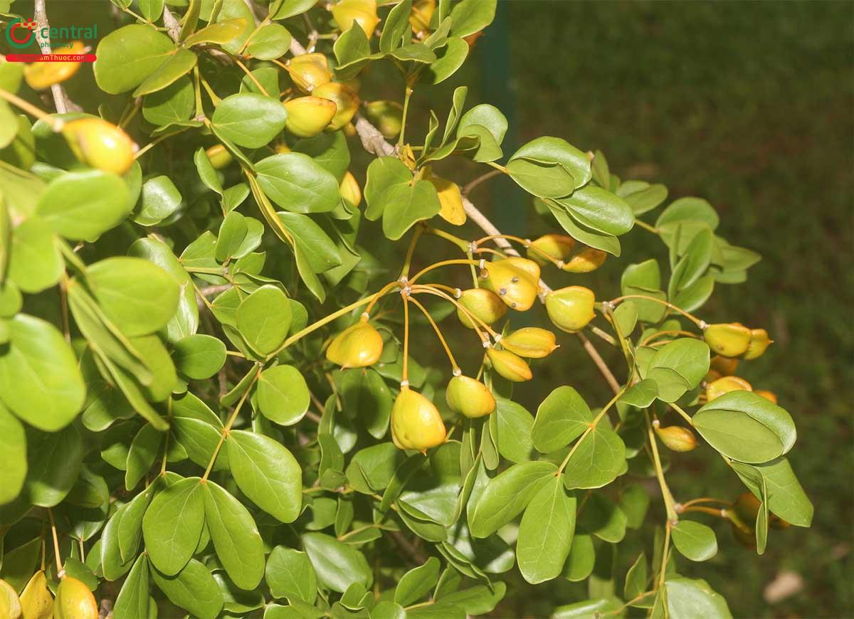 Tác dụng của cây Dũ sang