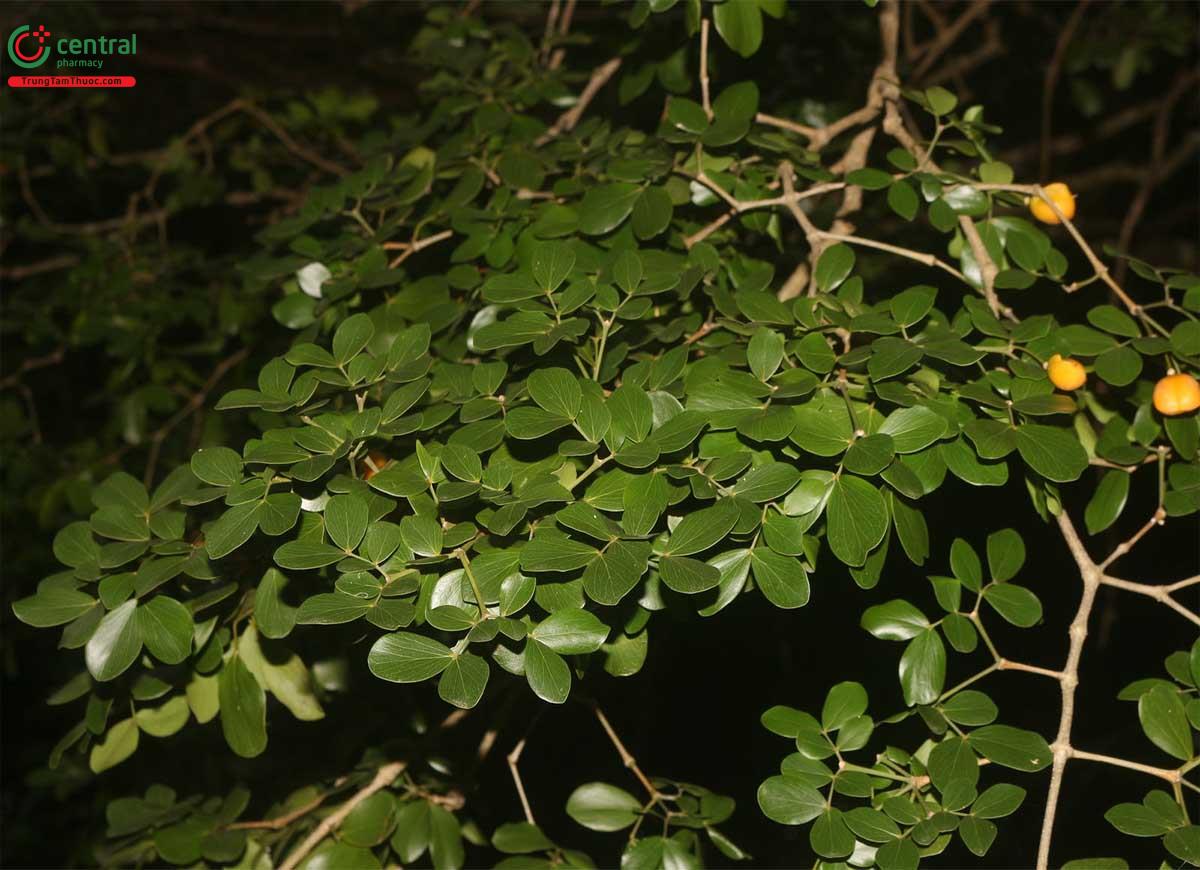 Công dụng theo Y học cổ truyền