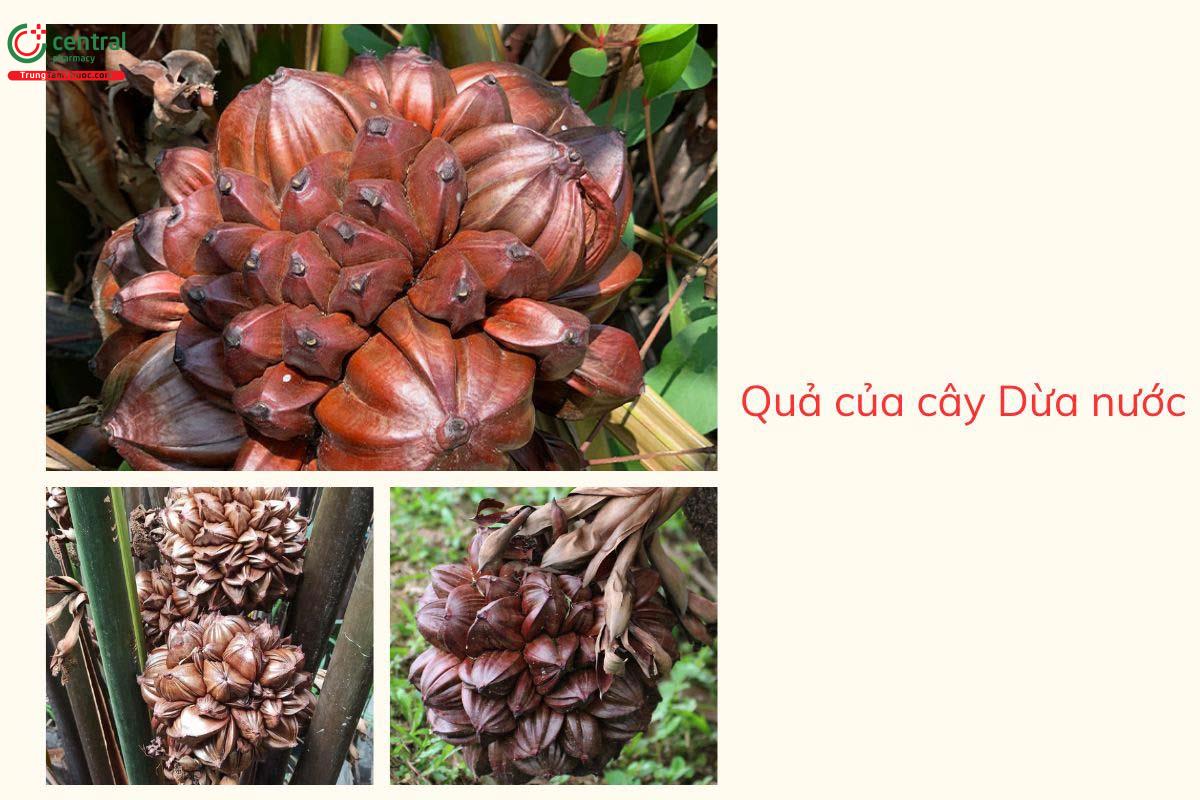 Quả của cây Dừa nước