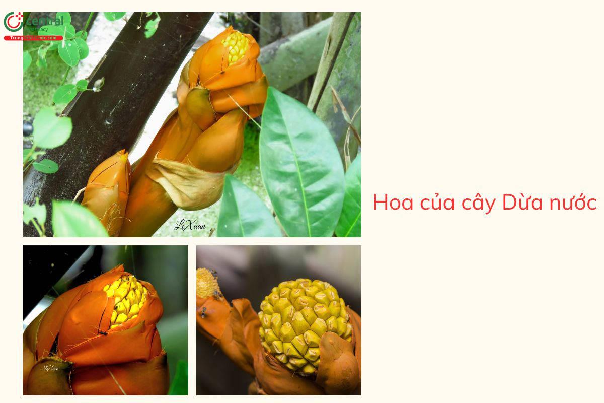 Hoa của cây Dừa nước