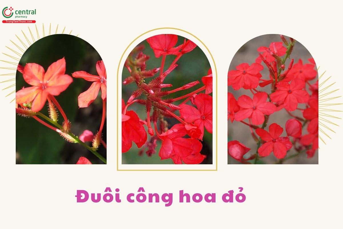 Hao của cây Đuôi công hoa đỏ