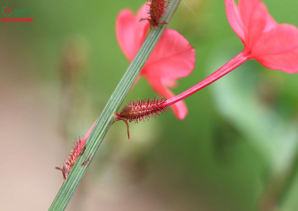 Hoa của cây Đuôi công hoa đỏ