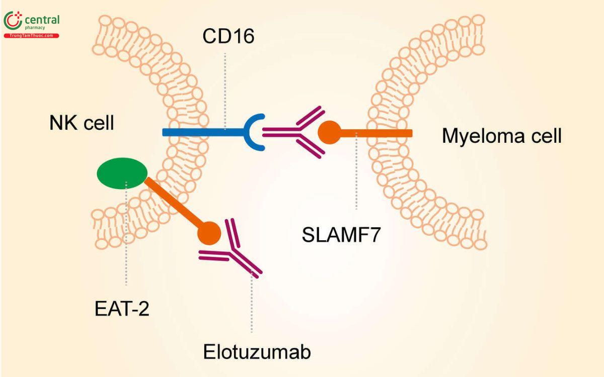 Cơ chế Elotuzumab