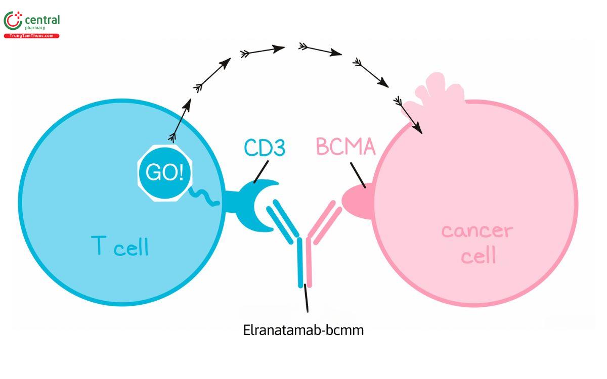 Cơ chế Elranatamab