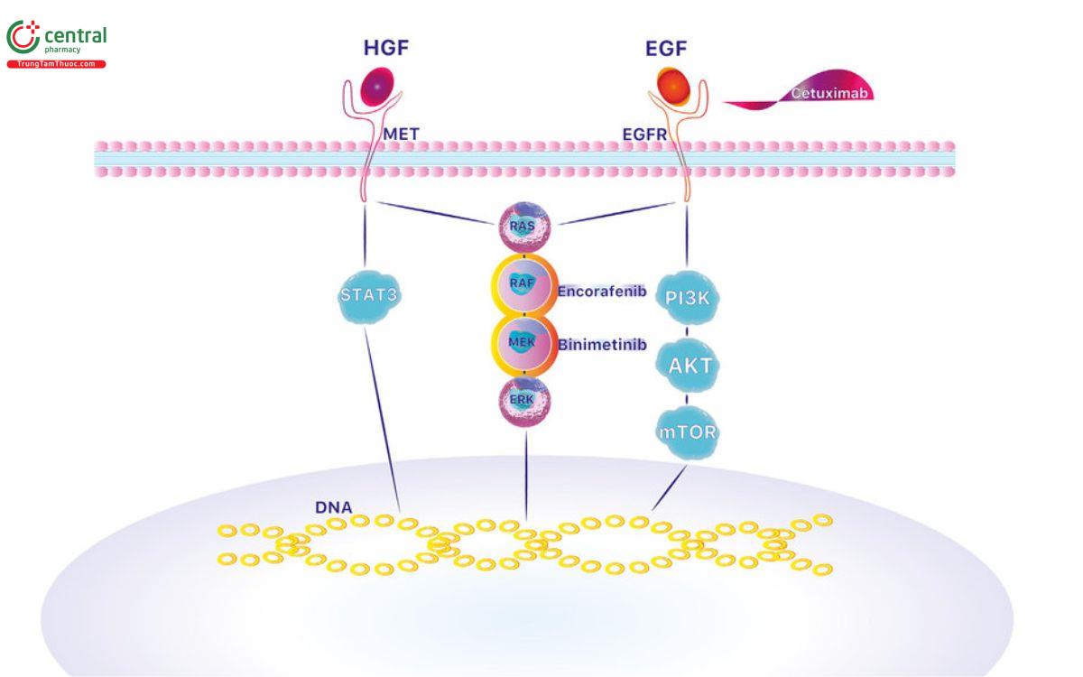 Cơ chế Encorafenib