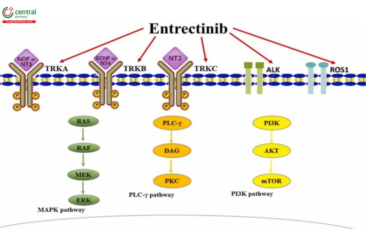 Cơ chế Entrectinib