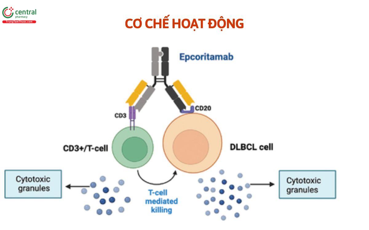 Cơ chế Epcoritamab