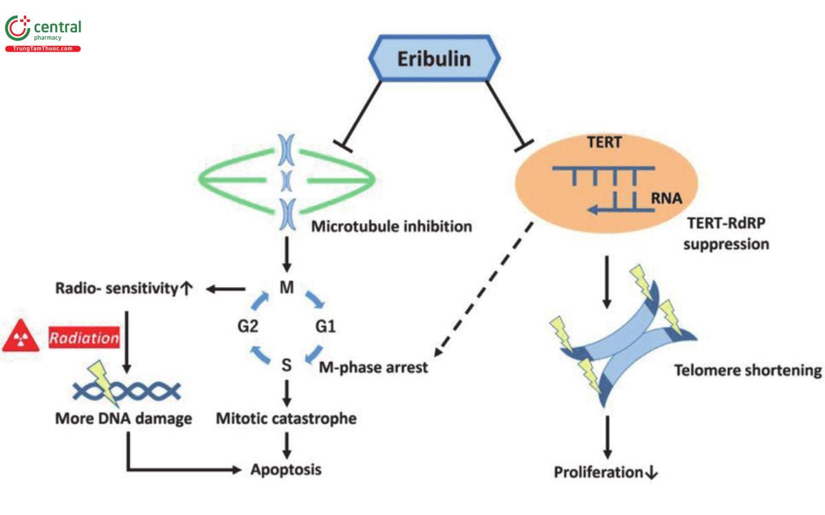 Cơ chế Eribulin