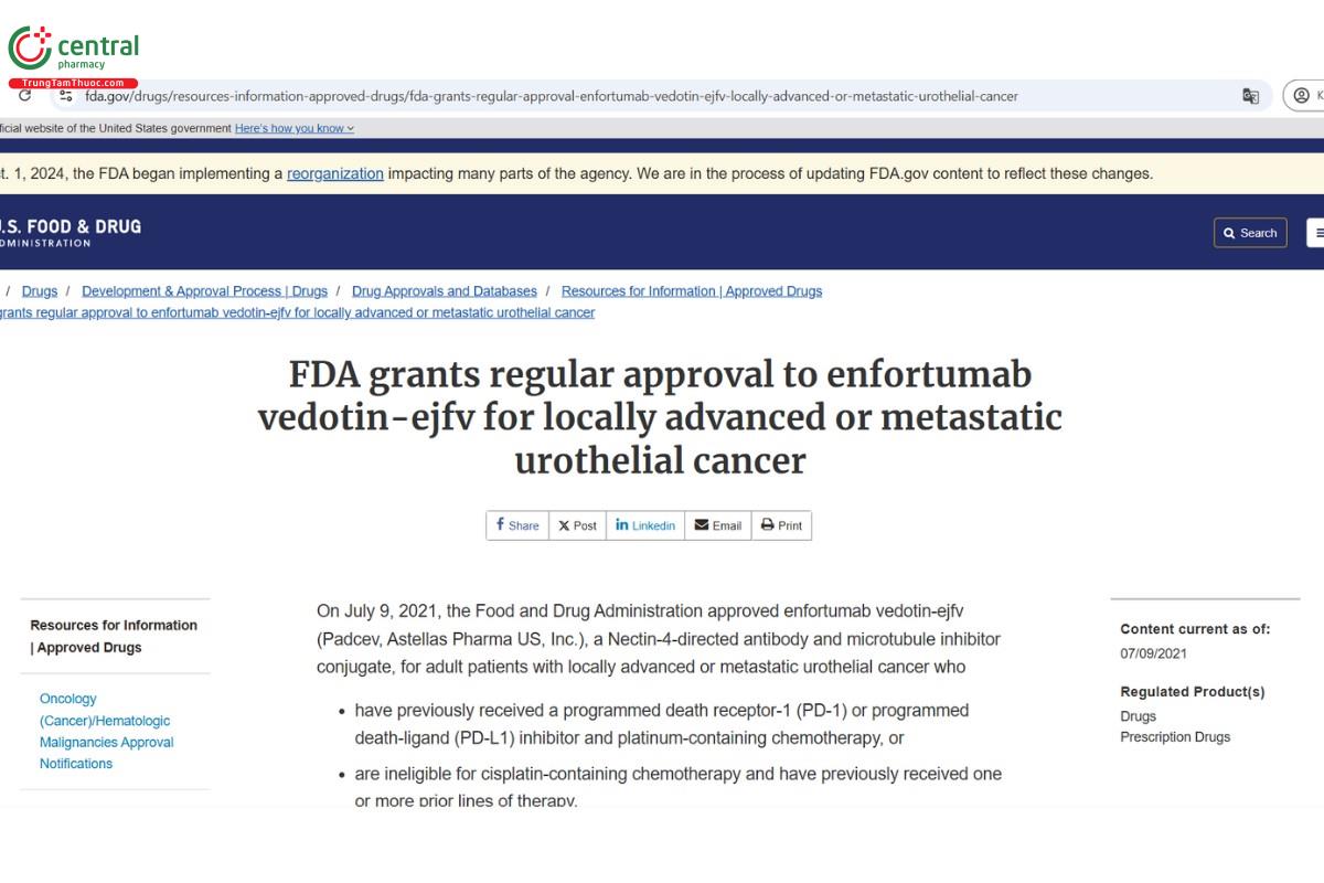 Chỉ định Enfortumab Vedotin