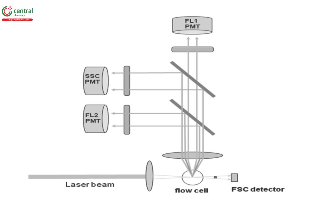 Figure 2. Typical 2-color ow cytometer with detectors for FSC, SCC, and uorescence.