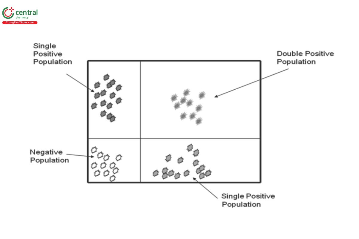 Figure 6. Schematic presentation of a 2-parameter histogram.