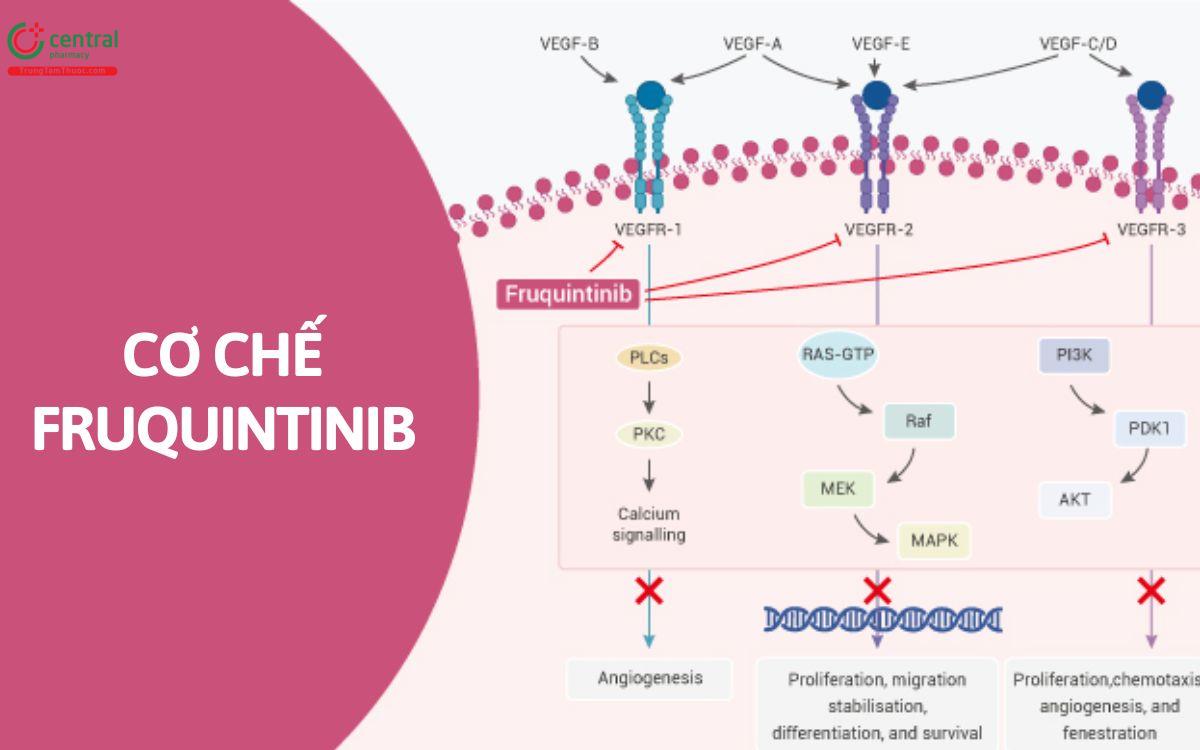 Cơ chế Fruquintinib