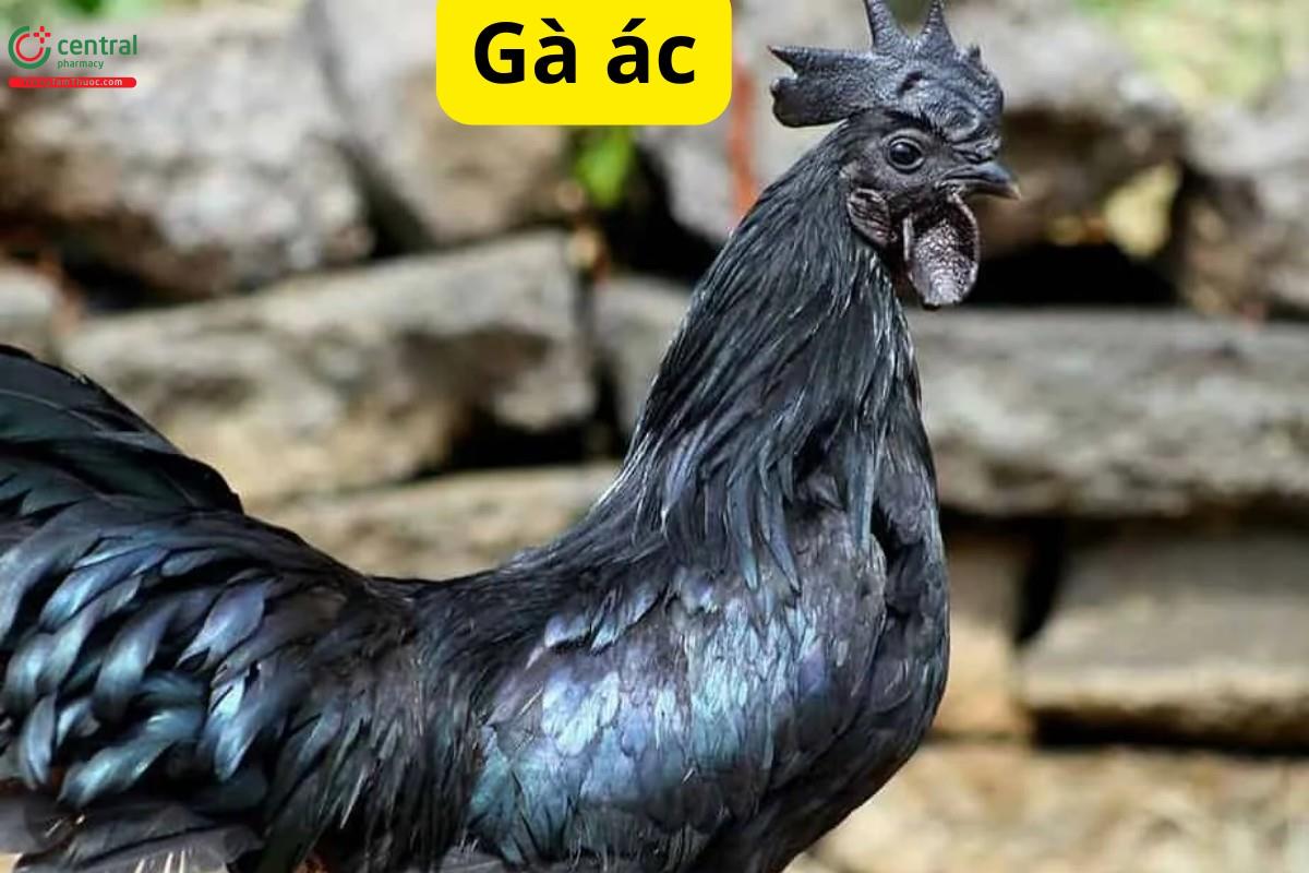 Gà ác