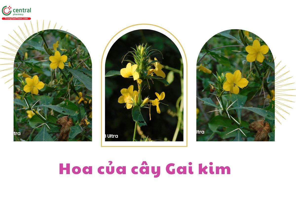 Hoa của cây Gai kim