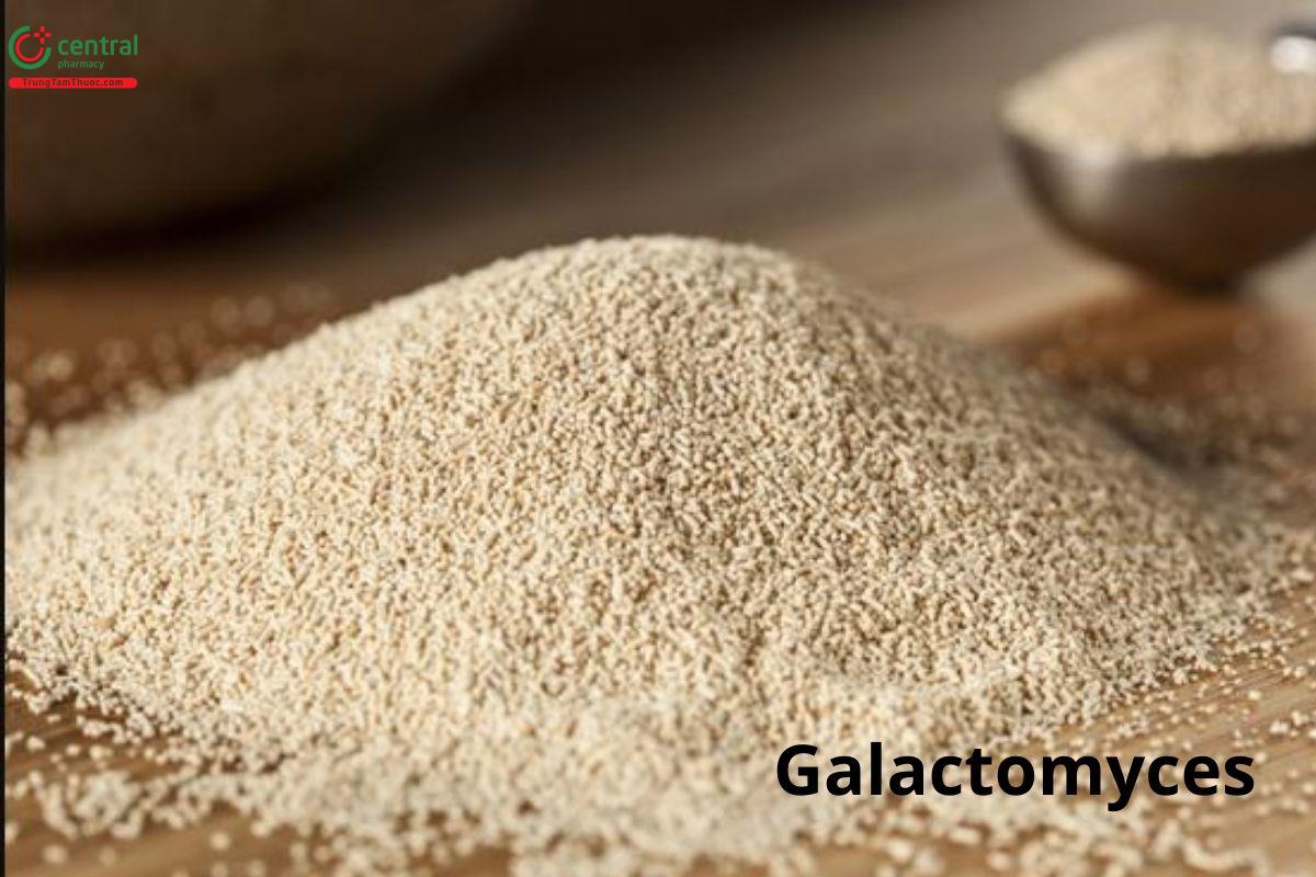 Galactomyces