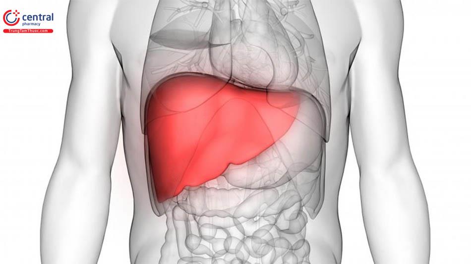 Hình dạng và vị trí của gan trong cơ thể người