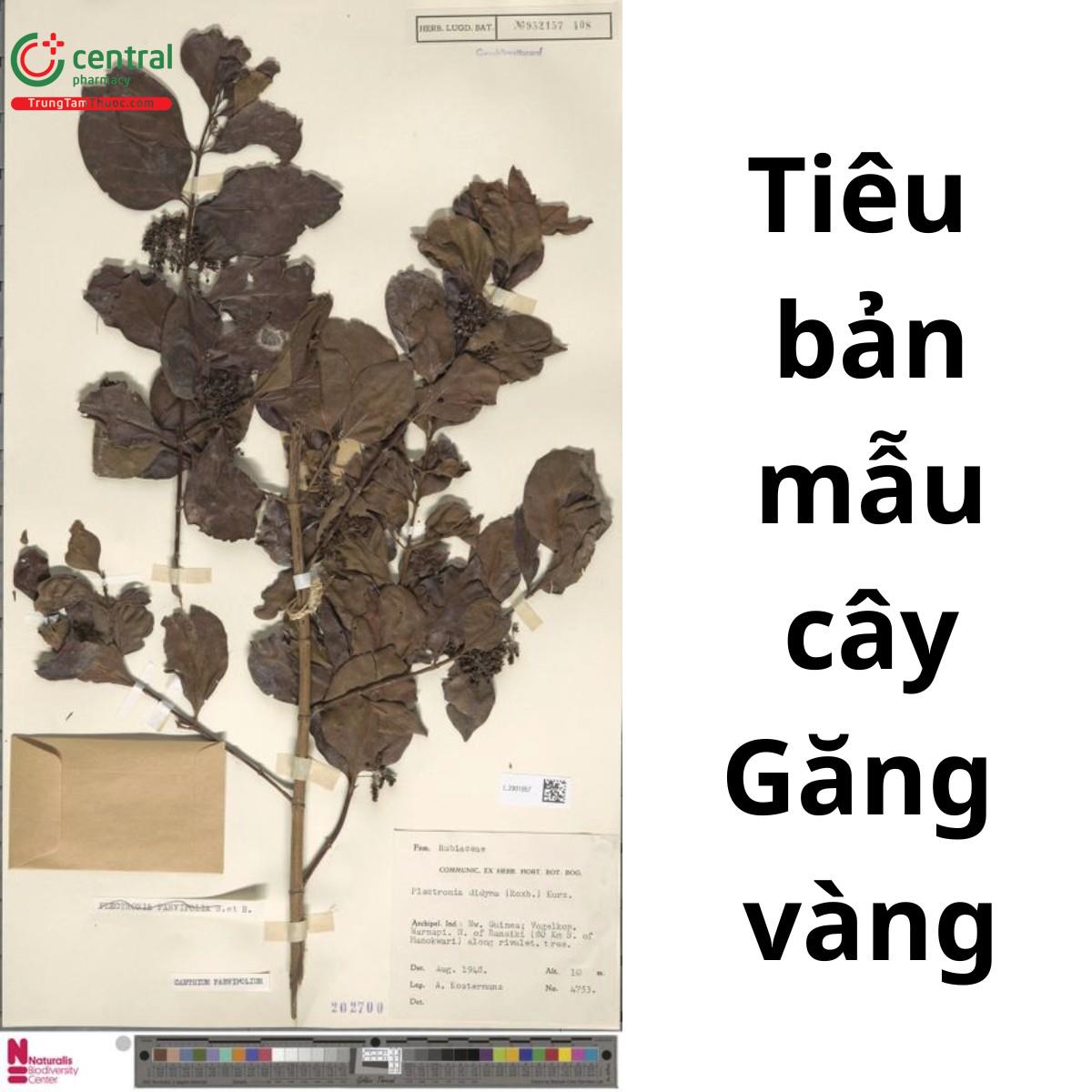 Tiêu bản mẫu cây Găng vàng