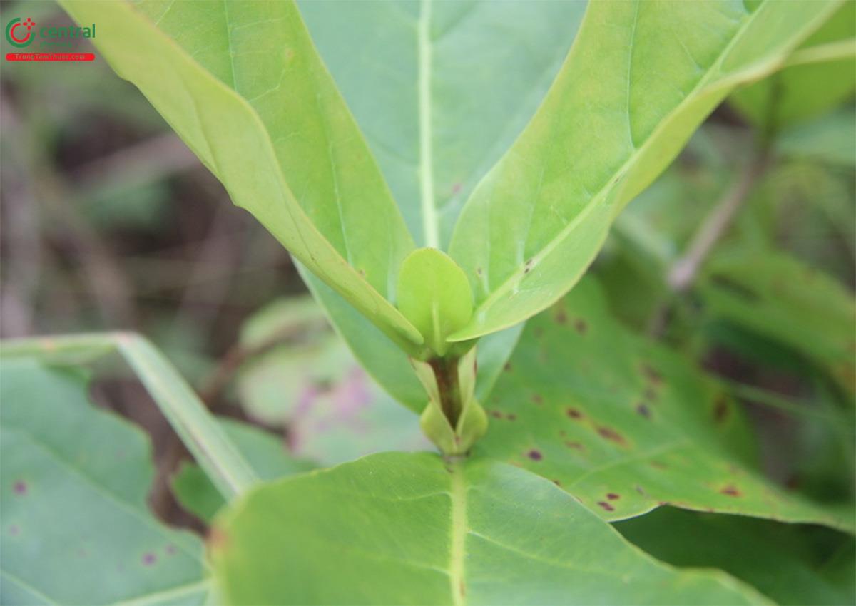 Đặc điểm phân bố