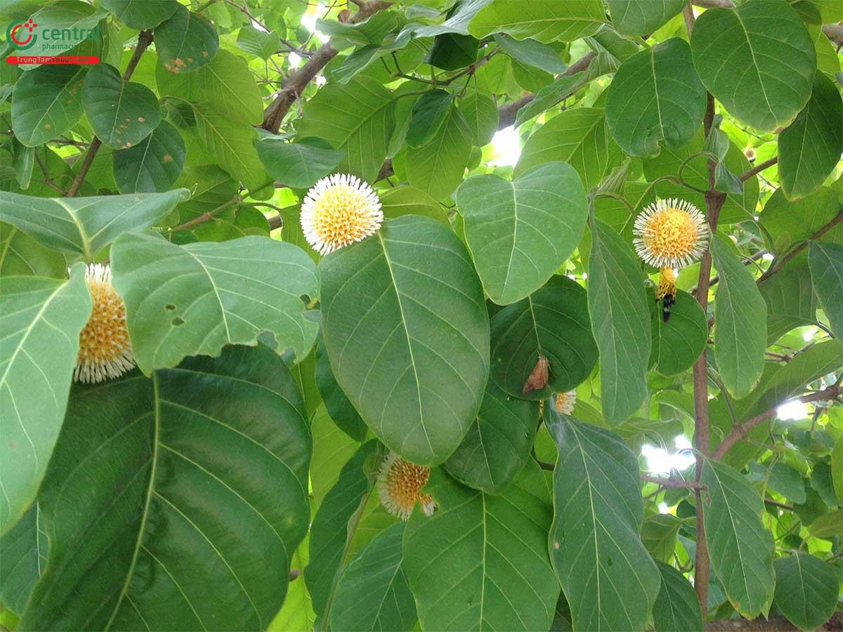 Công dụng của cây Gáo vàng