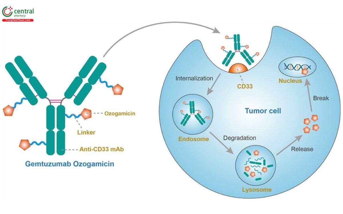 Cơ chế của Gemtuzumab ozogamicin