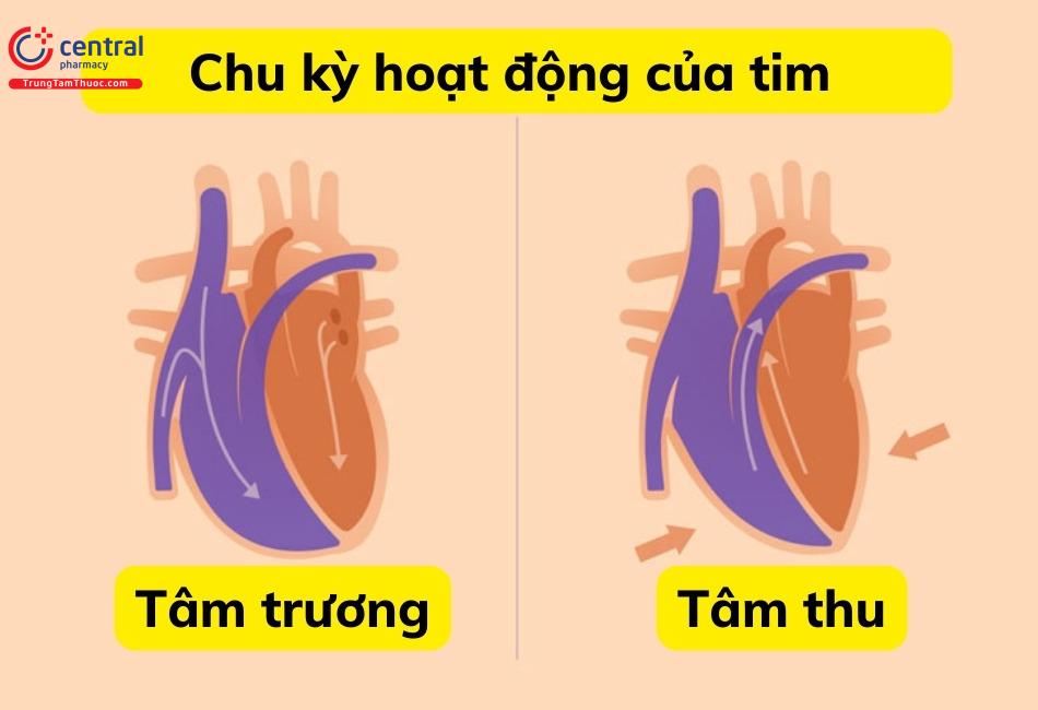 Tâm thất trương làm mở van nhĩ thất