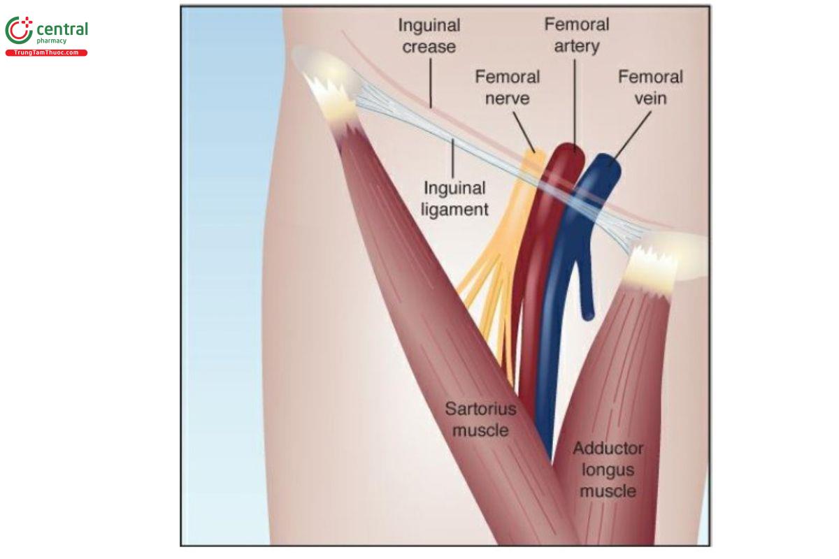HÌNH 2.4 Giải phẫu tam giác đùi