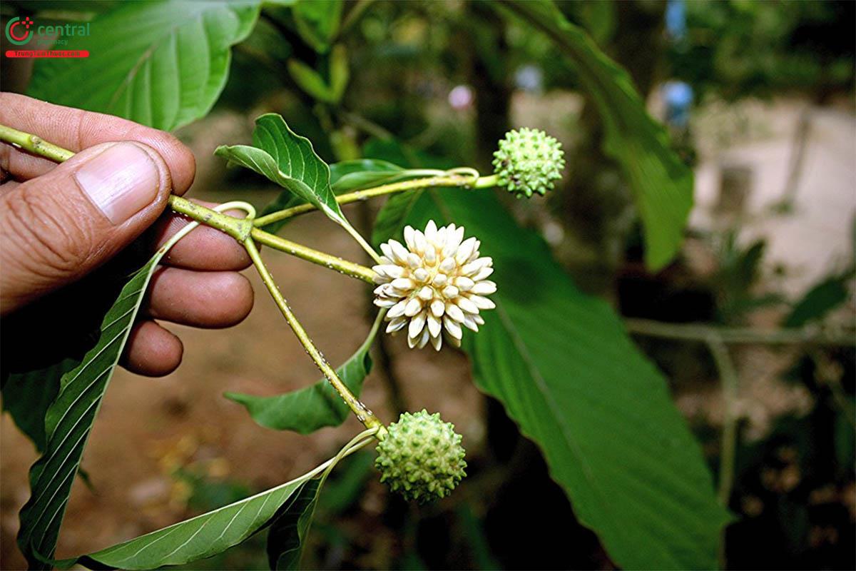 Hoa của cây Giam đẹp