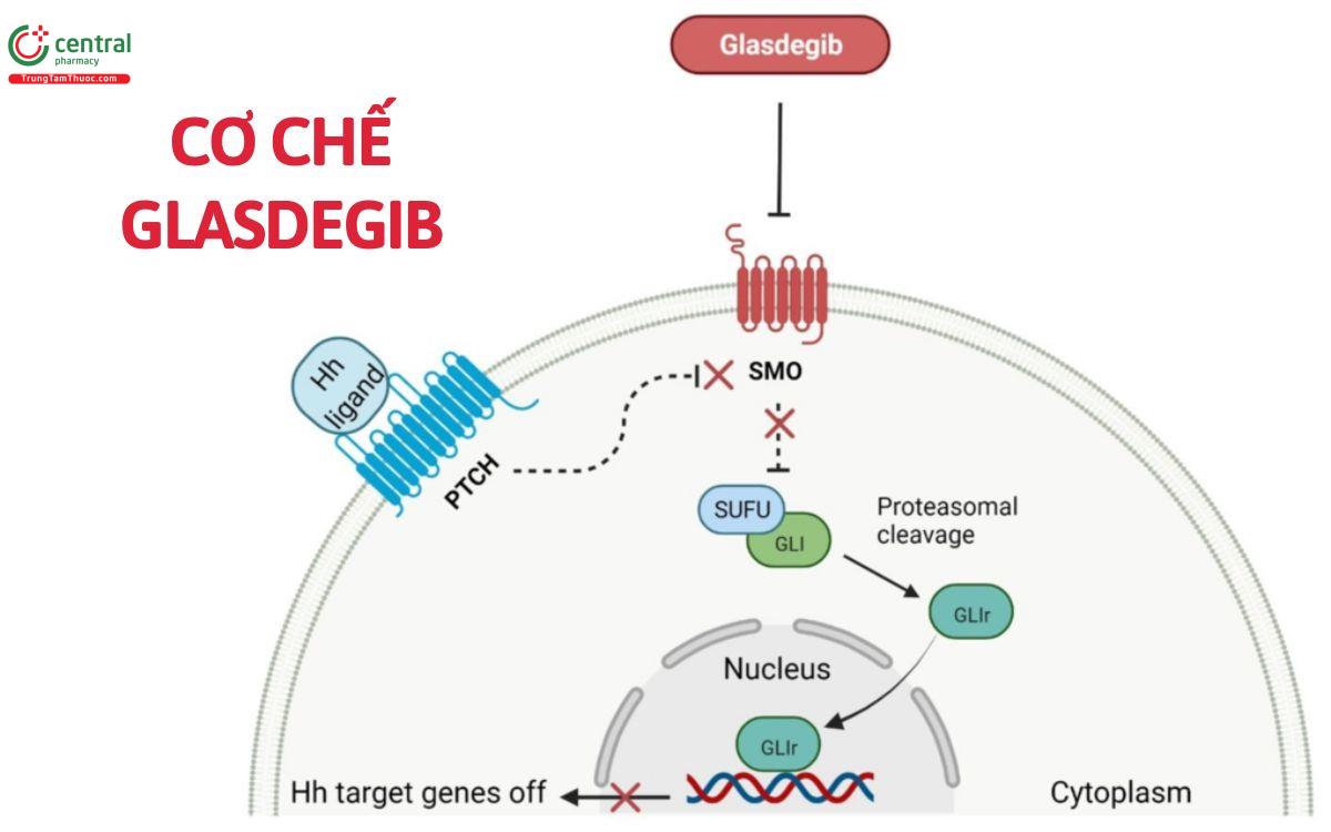 Cơ chế Glasdegib