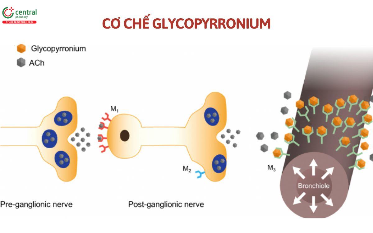 Cơ chế Glycopyrronium